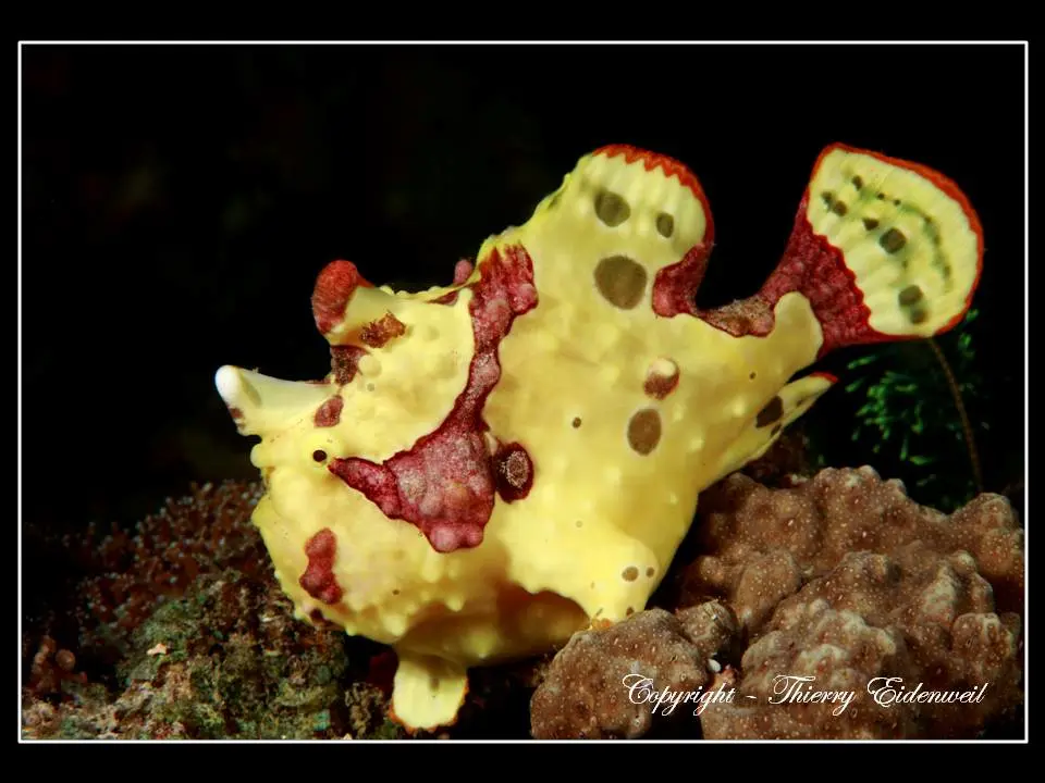Anilao Macro Dive Media Highlight